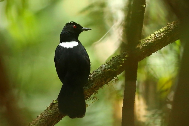 papa-taoca-de-pernambuco macho 