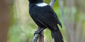 papa-taoca-de-pernambuco macho