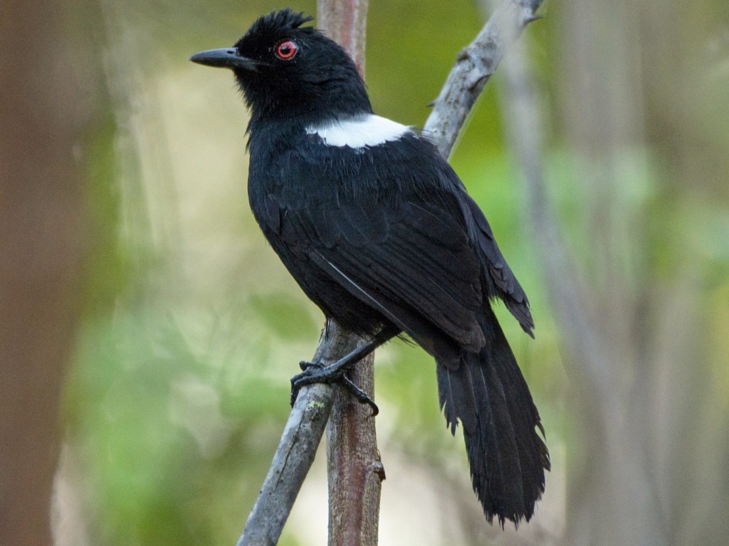 papa-taoca-de-pernambuco macho