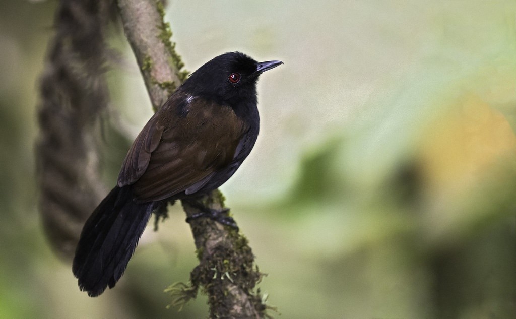 papa-taoca-de-pernambuco