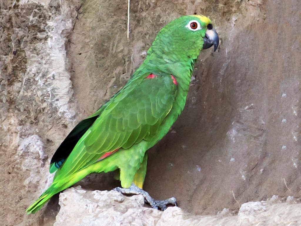 papagaio-campeiro
