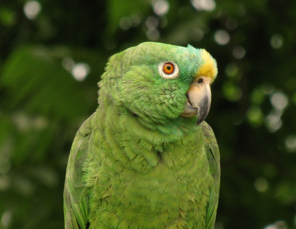 papagaio-campeiro