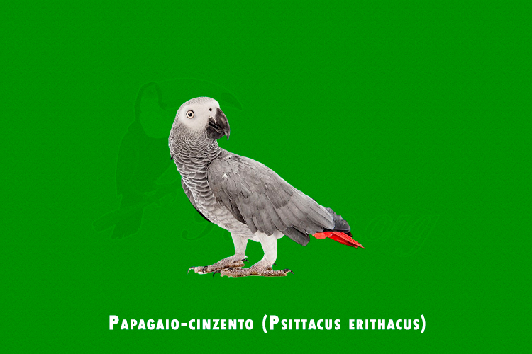 papagaio-cinzento (psittacus erithacus)