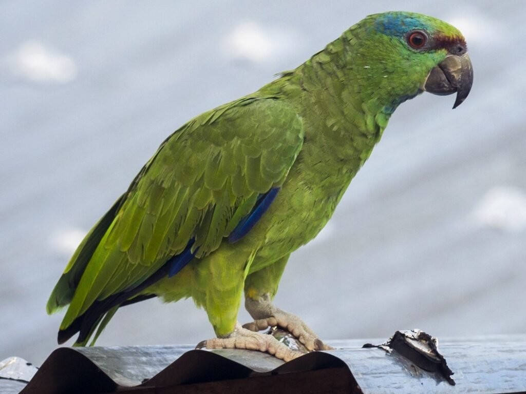 papagaio-da-varzea