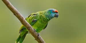 papagaio-da-varzea