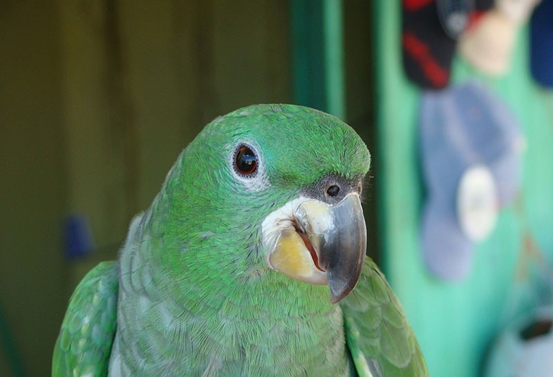 papagaio-dos-garbes