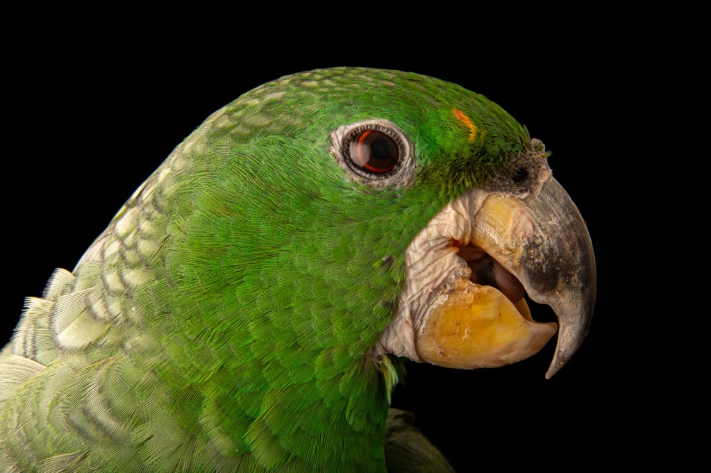 papagaio-dos-garbes