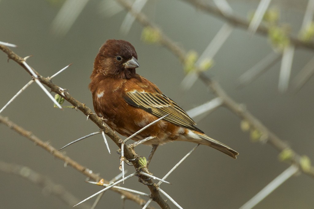 pardal-castanho