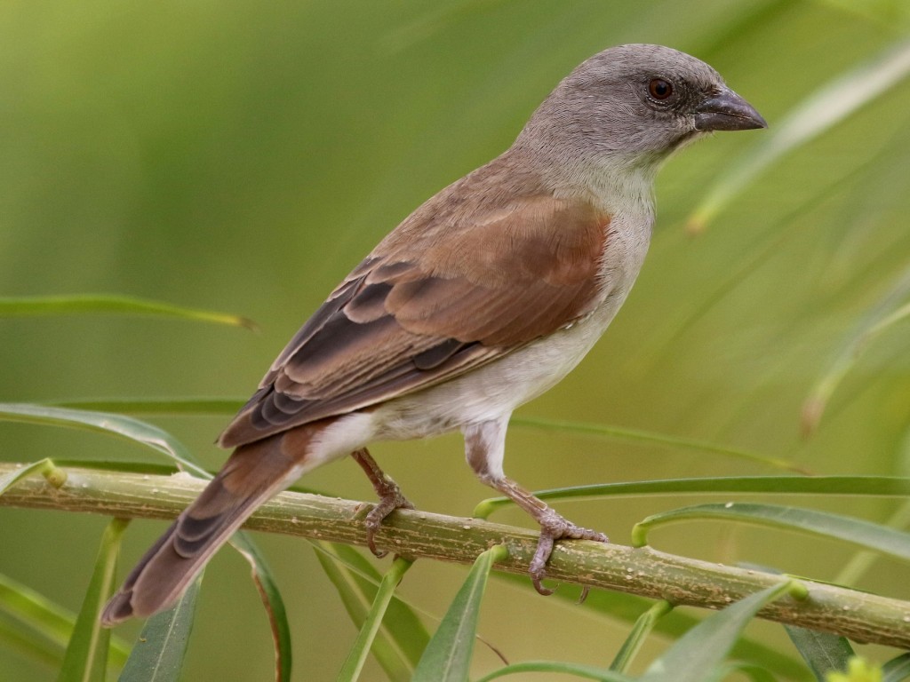 pardal-de-cabeca-cinzenta