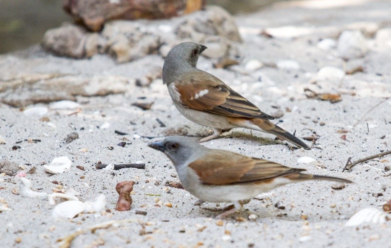 pardal-de-cabeca-cinzenta