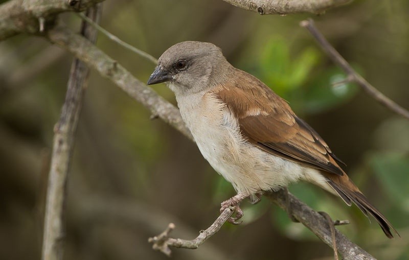 pardal-de-cabeca-cinzenta