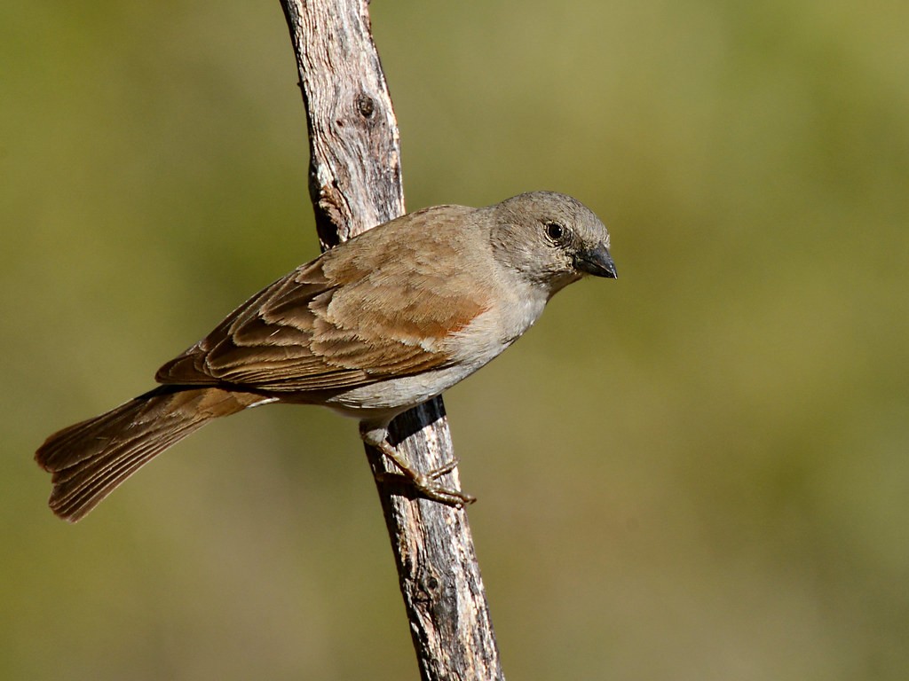 pardal-de-cabeca-cinzenta