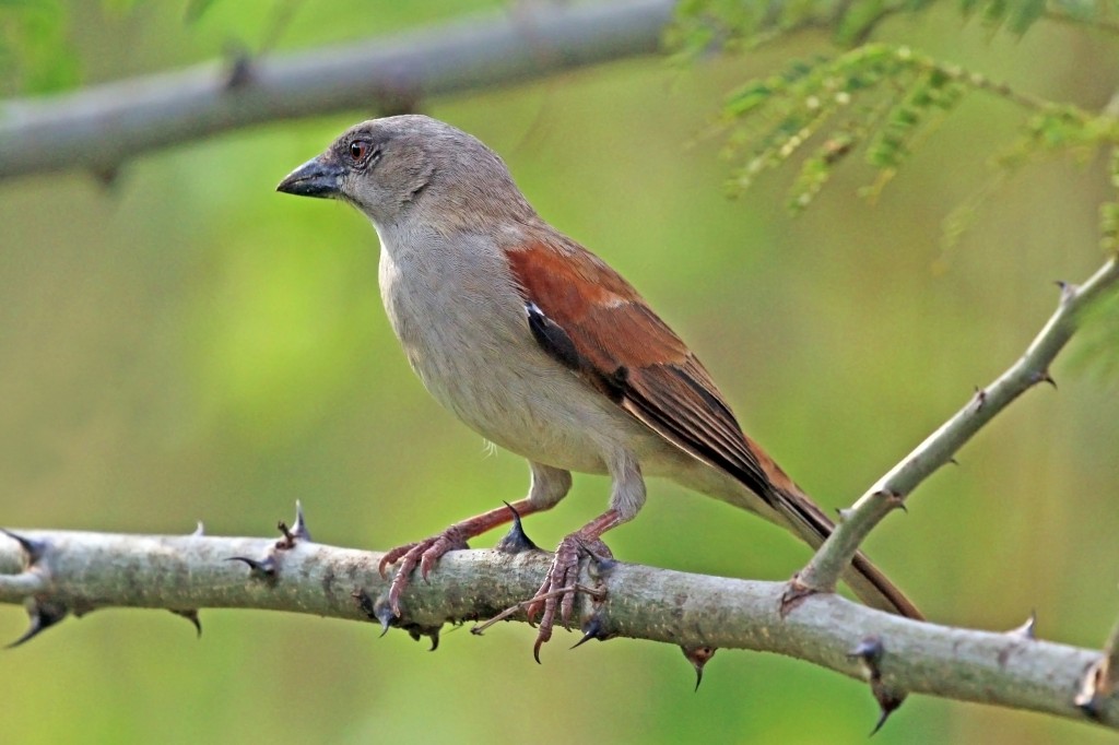 pardal-de-cabeca-cinzenta habitat