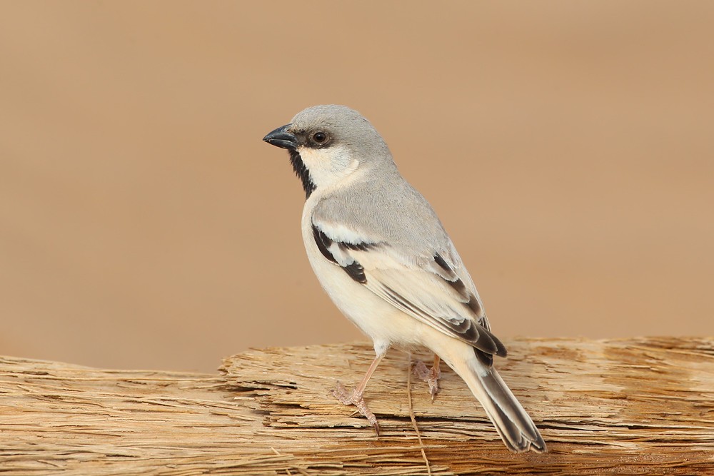 pardal-do-deserto