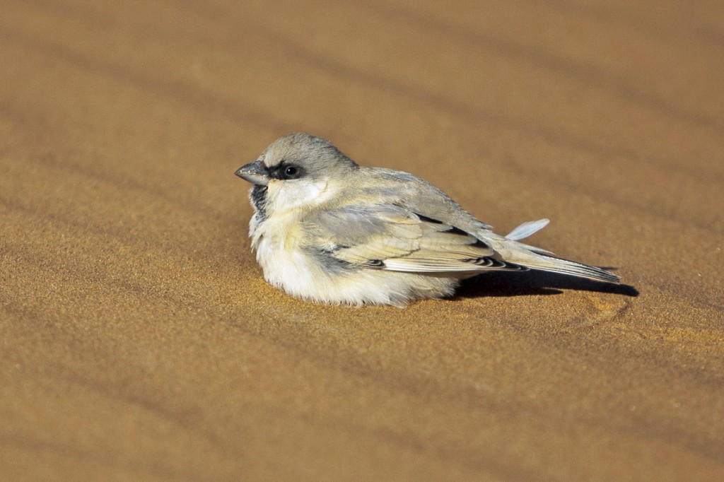 pardal-do-deserto