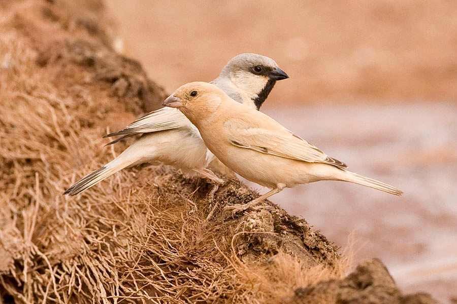 pardal-do-deserto