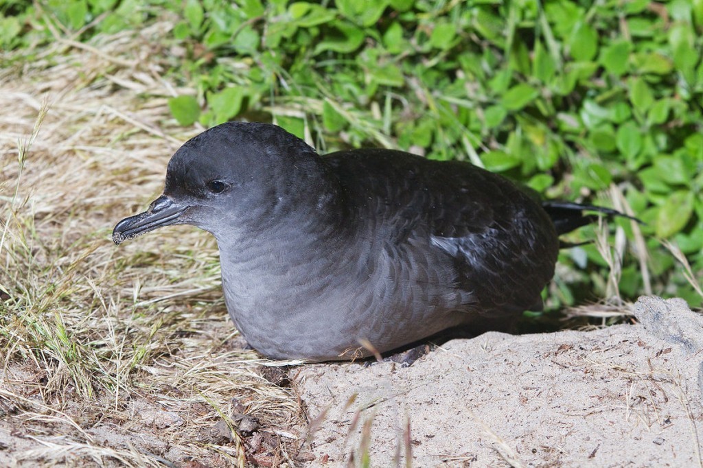 pardela-de-cauda-curta