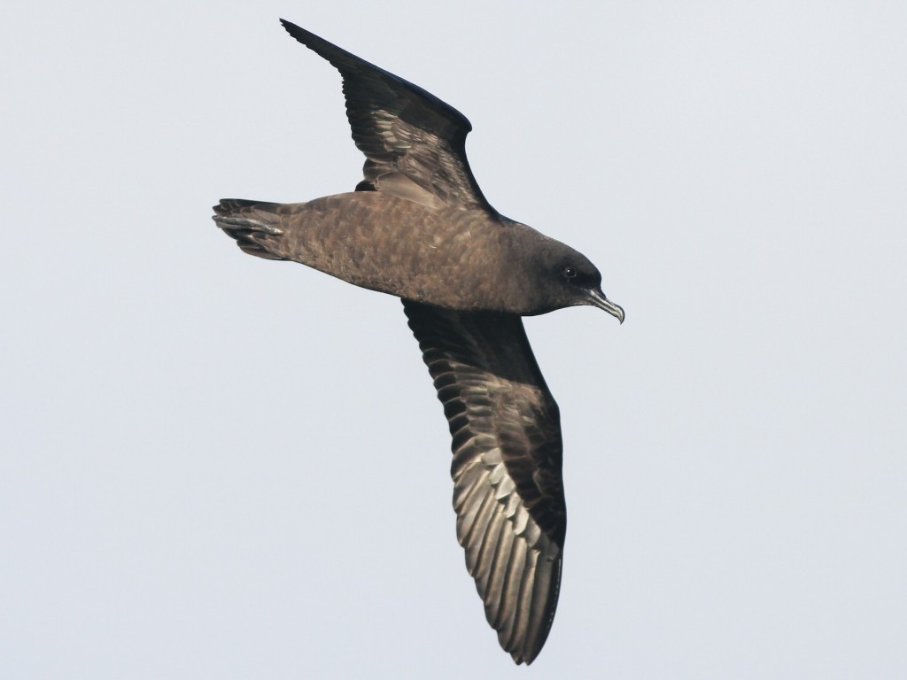 pardela-de-cauda-curta