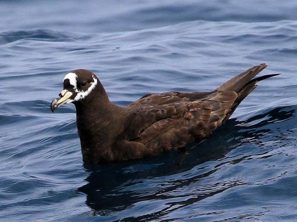 pardela-de-oculos