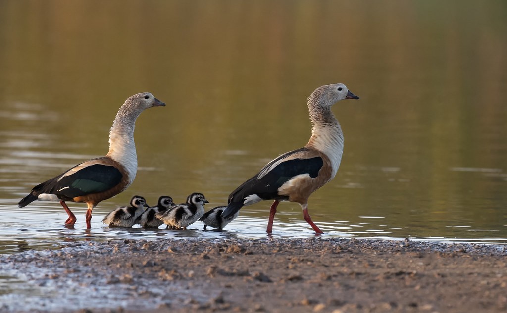 pato-corredor