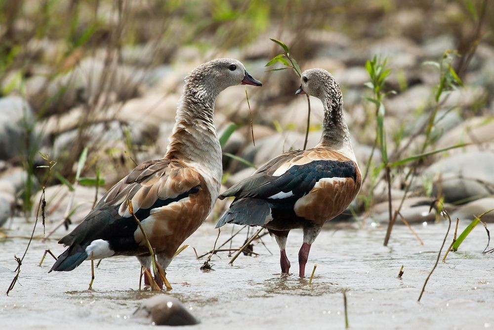 pato-corredor