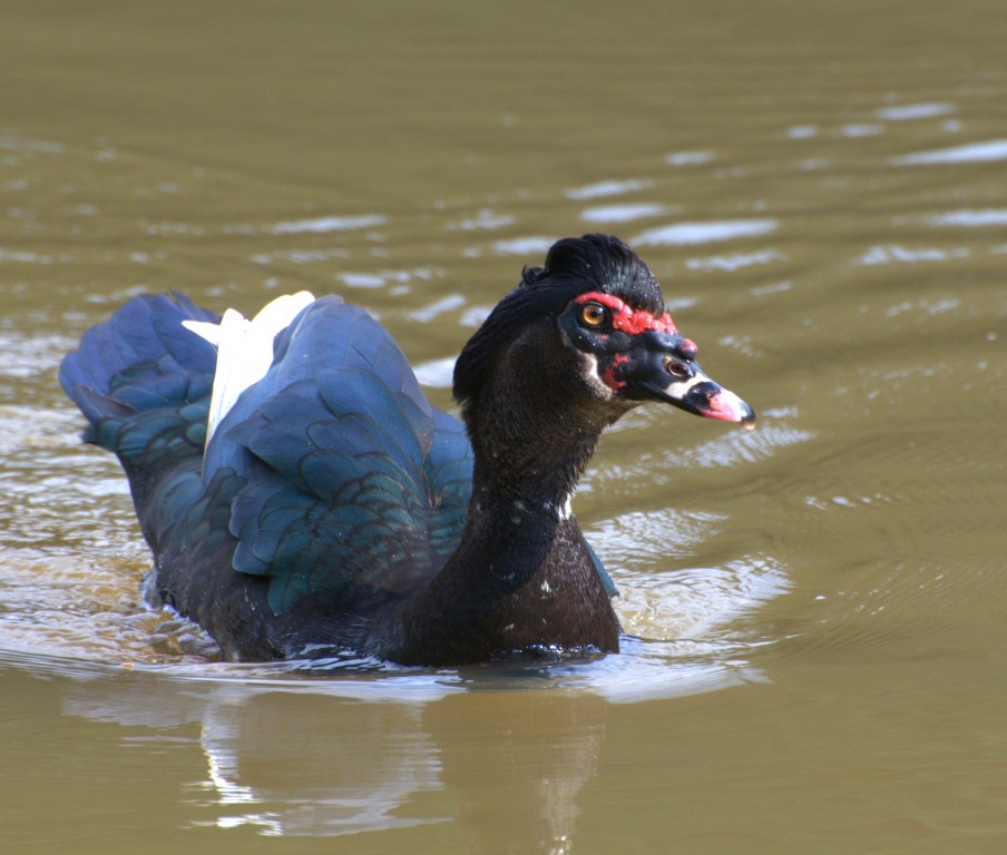 pato-do-mato