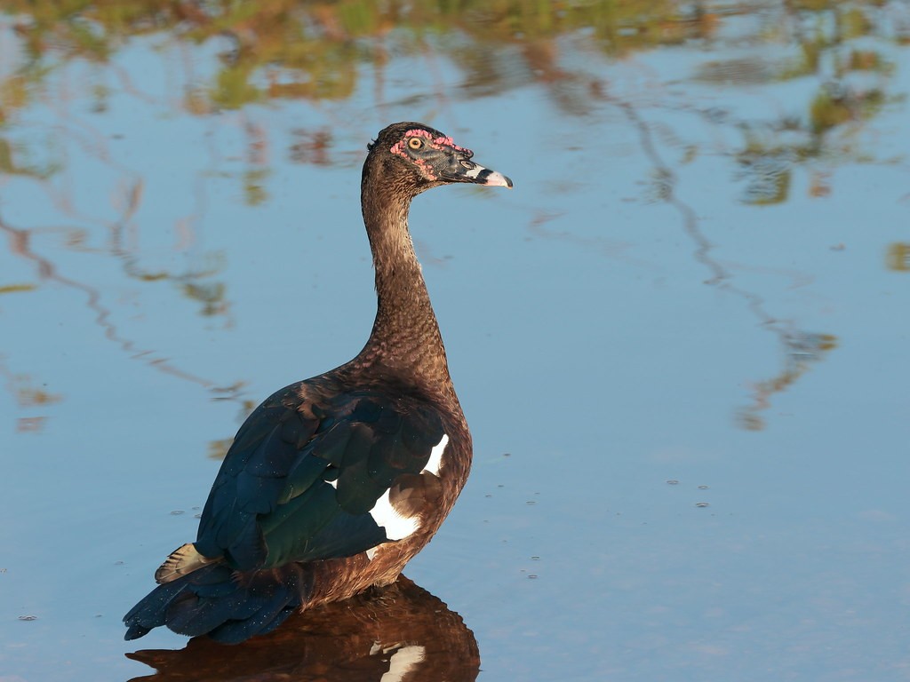 pato-do-mato