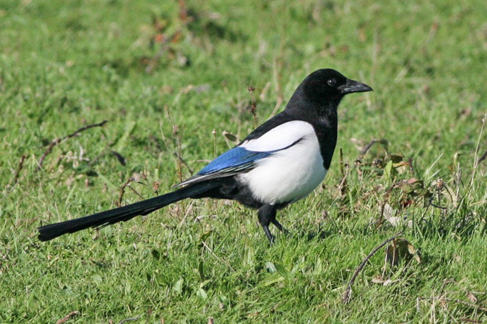 pica hudsonia