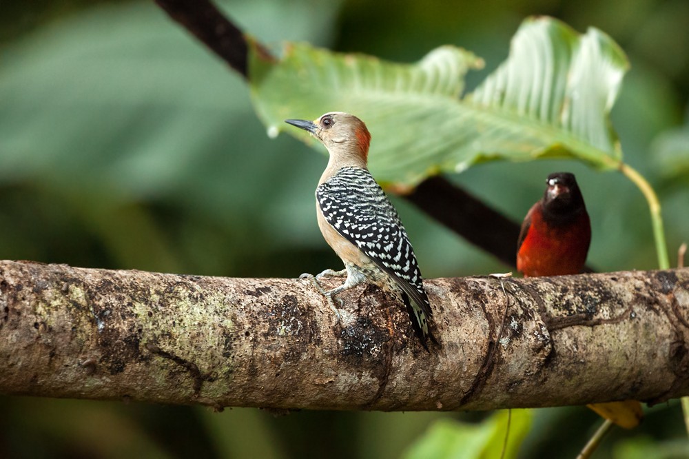 pica-pau-de-coroa-vermelha