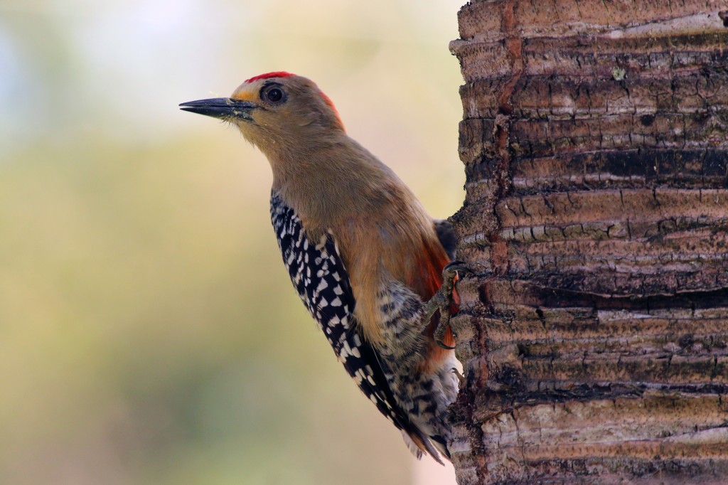 pica-pau-de-coroa-vermelha