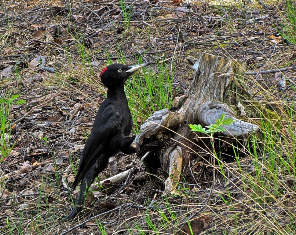 pica-pau-preto