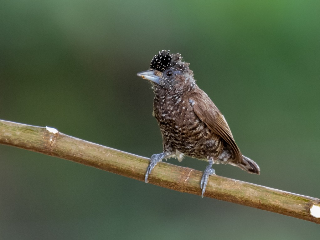 picapauzinho da varzea femea