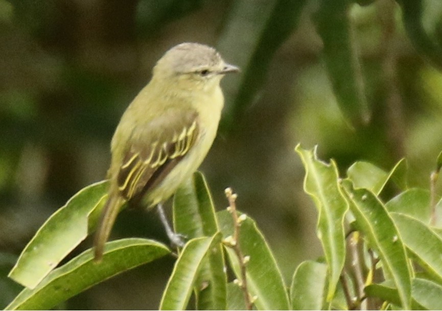 poaieiro-da-guiana