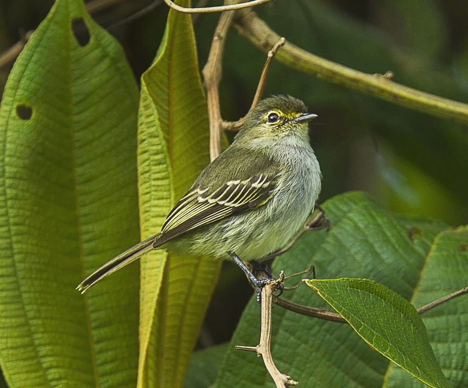 poaieiro-da-guiana