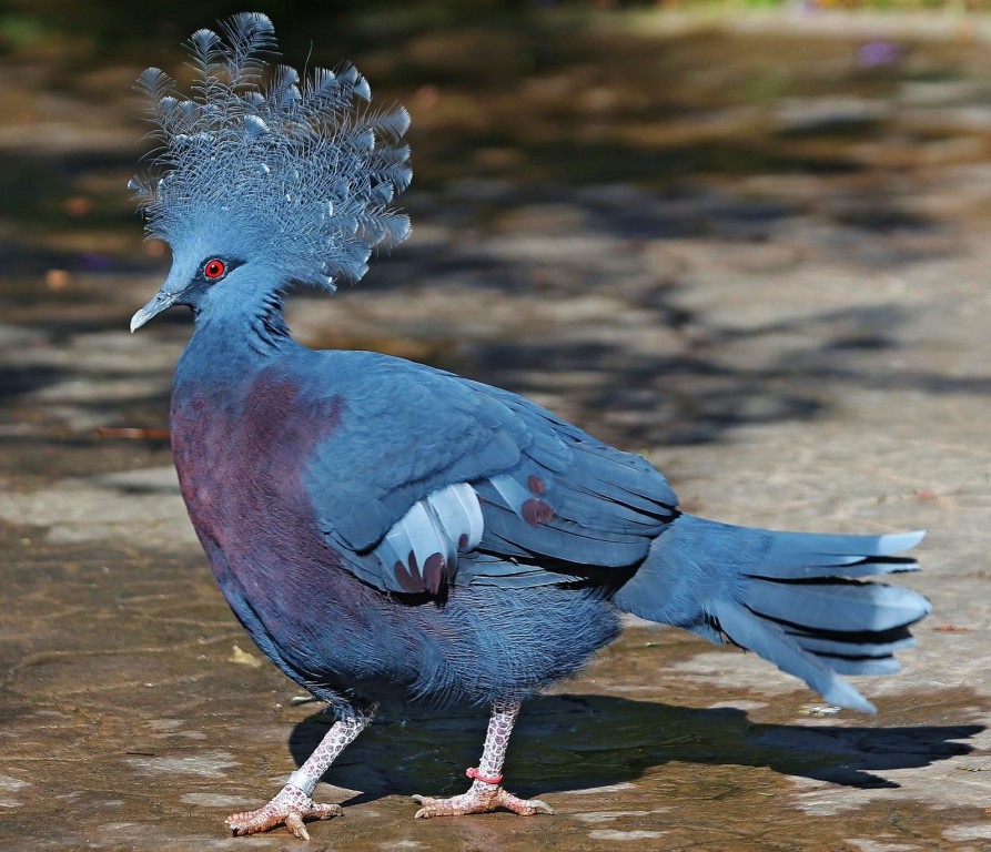 pombo coroado victoria