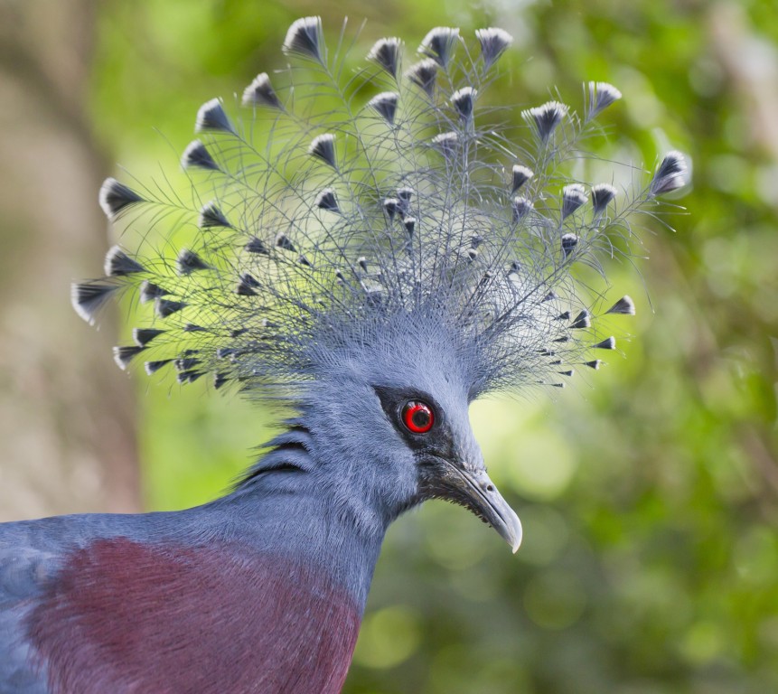 pombo coroado victoria