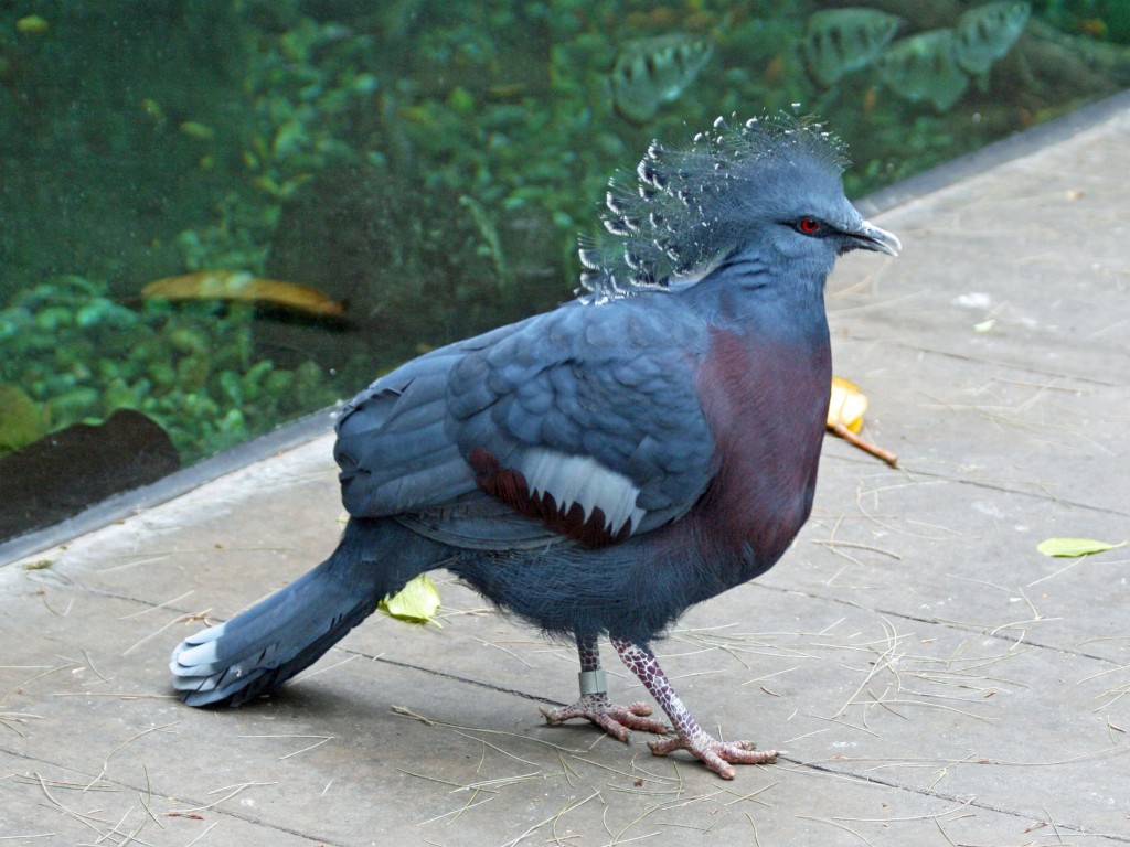 pombo coroado victoria