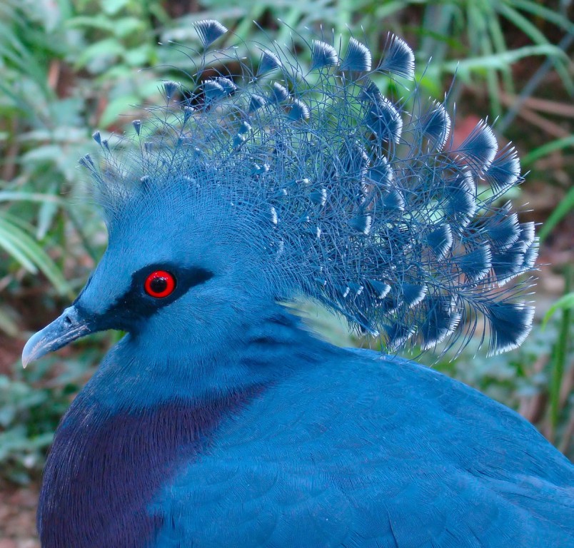 pombo coroado victoria