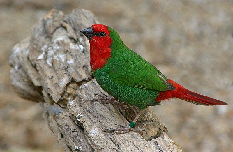 problemas da criacao de diamante-bicolor