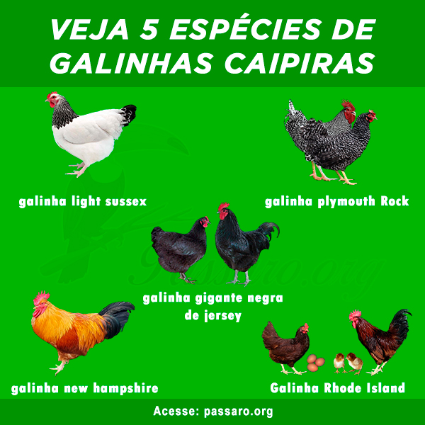 racas de galinhas caipiras