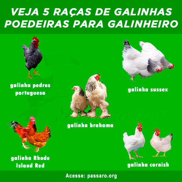 racas de galinhas poedeiras para galinheiro