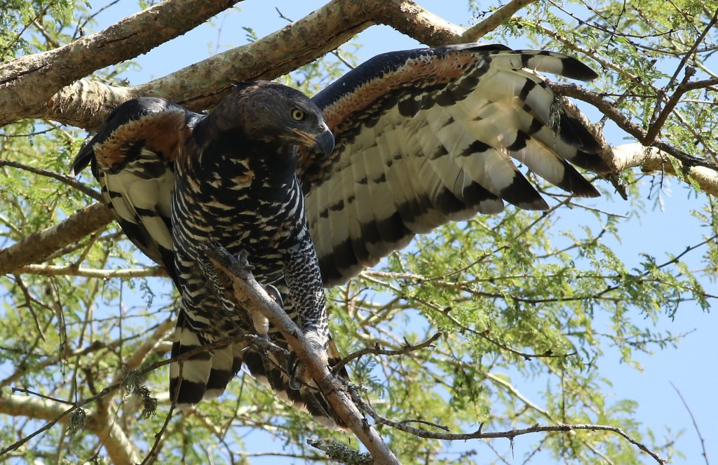 reproducao da aguia africana coroada