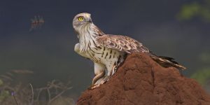 reproducao da aguia-serpentária-de-colar-ruivo