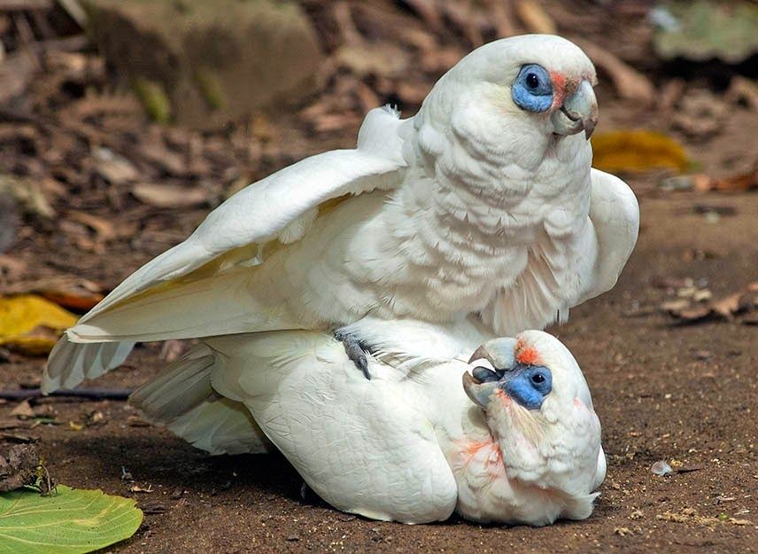 reproducao da cacatua corella