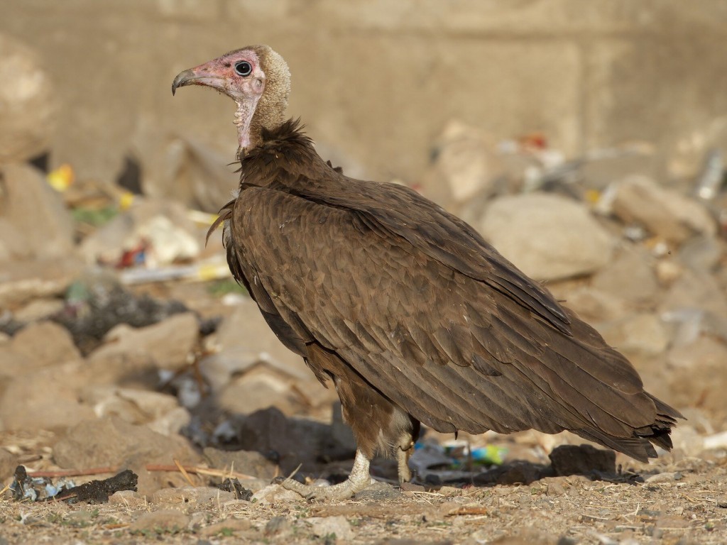 reproducao do abutre-de-capuz 