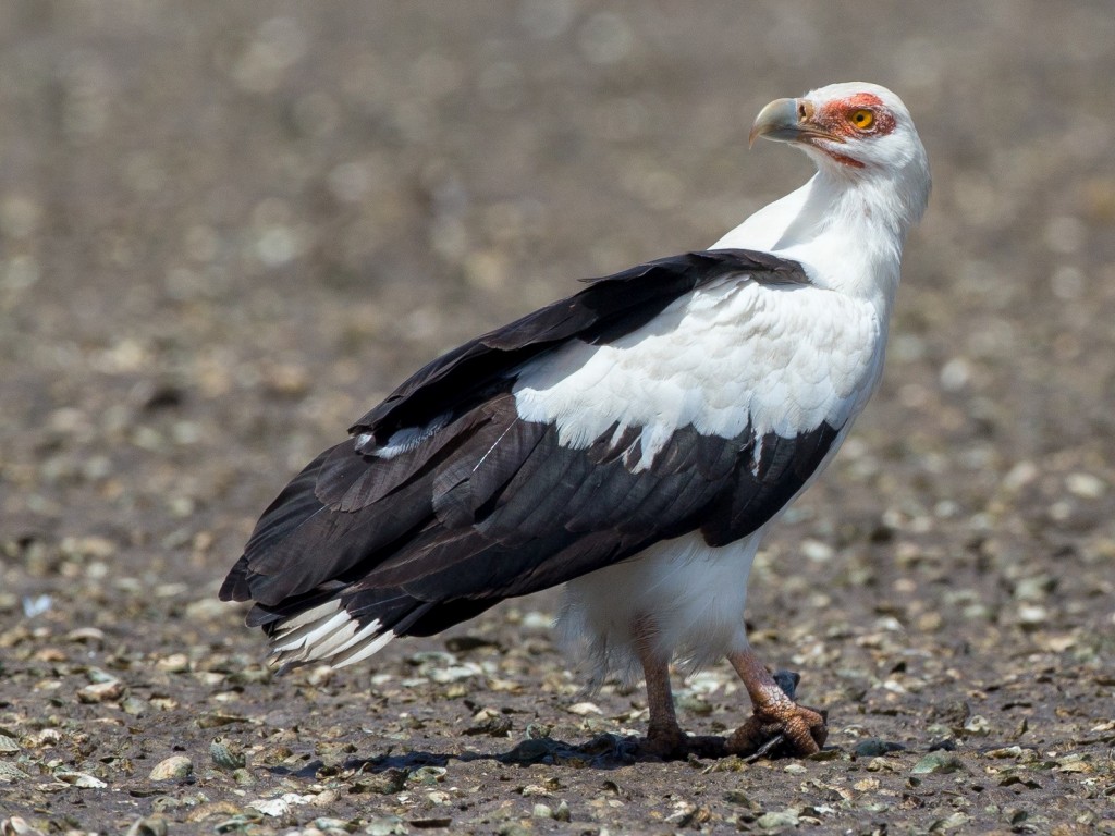 reproducao do abutre-do-coconote