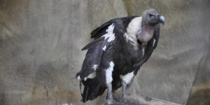 reproducao do abutre-indiano-de-dorso-branco
