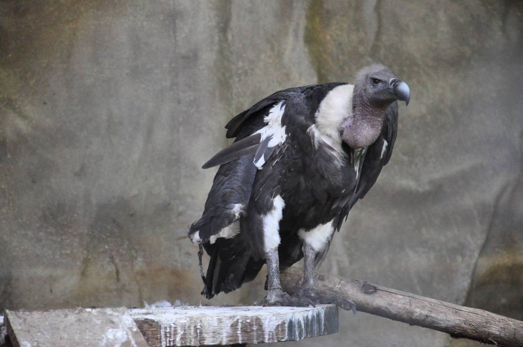 reproducao do abutre-indiano-de-dorso-branco