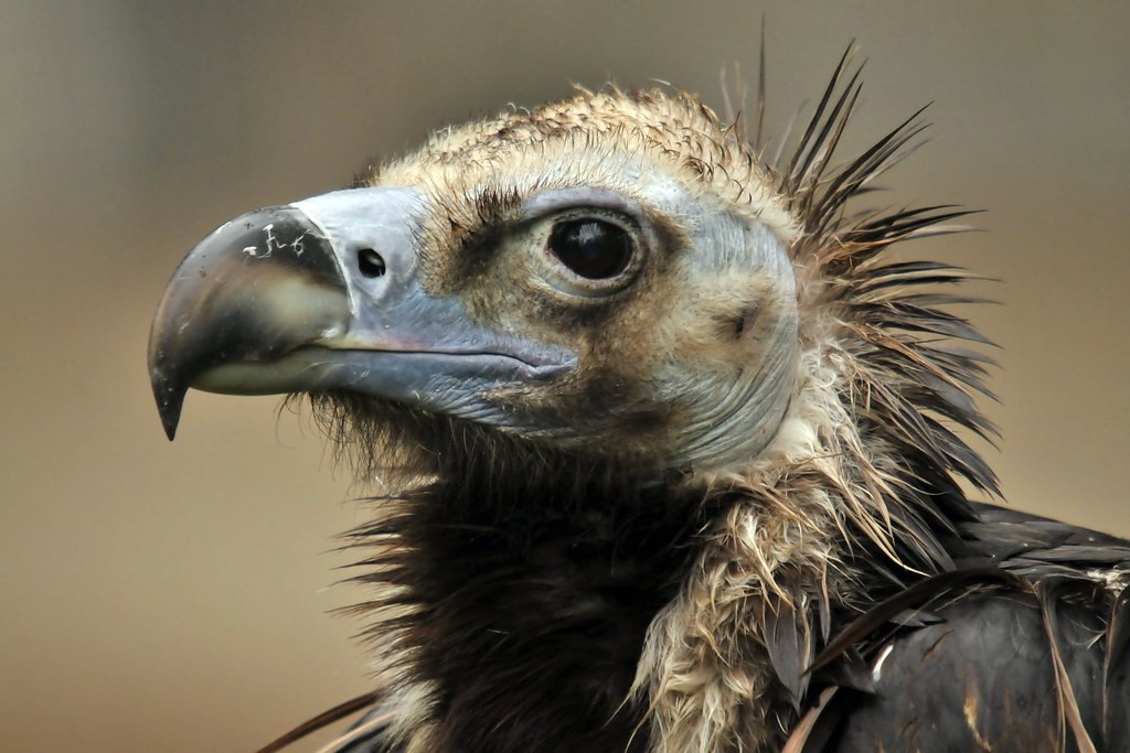 reproducao do abutre-preto