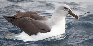 reproducao do albatroz-de-cabeca-cinza